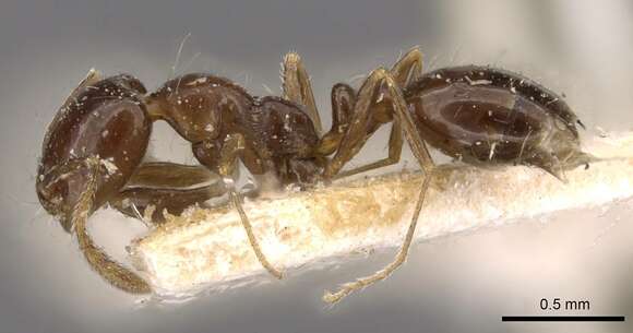 Monomorium sordidum Forel 1902的圖片