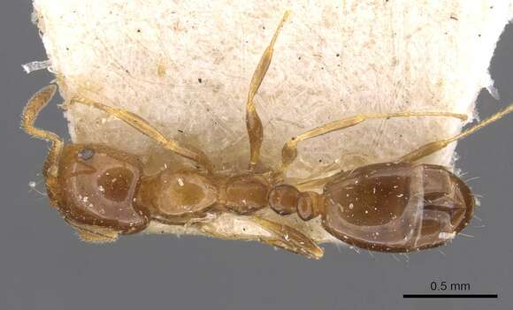 Monomorium sordidum Forel 1902的圖片