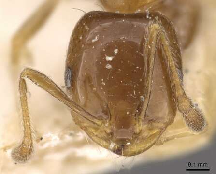 Monomorium sordidum Forel 1902的圖片