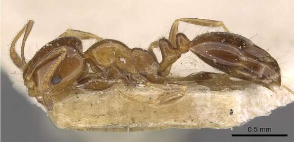 Monomorium sordidum Forel 1902的圖片