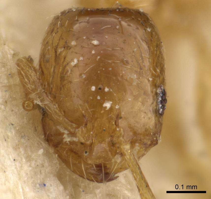 Monomorium shilohense Forel 1913的圖片