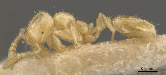 Image of Monomorium butteli Forel 1913