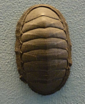 Image of Chiton magnificus Deshayes 1827