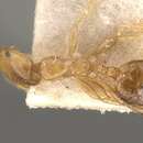 Image of Monomorium pallidipes Forel 1910
