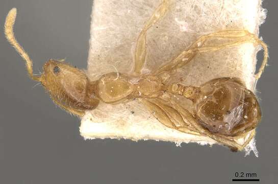 Image of Monomorium pallidipes Forel 1910