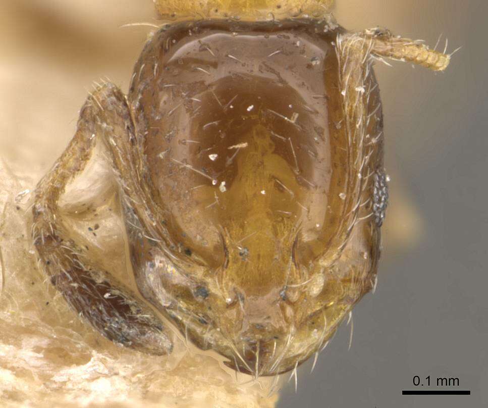 Monomorium springvalense Forel 1913的圖片