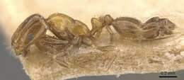 Monomorium springvalense Forel 1913的圖片