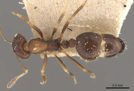 Monomorium setuliferum Forel 1910的圖片