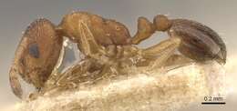 Monomorium notulum Forel 1910的圖片