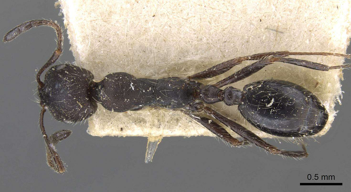Image of Monomorium albopilosum Emery 1895