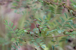 Слика од Indigofera caroliniana Mill.