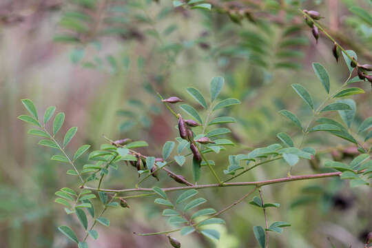 Image of Carolina indigo