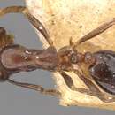 Слика од Monomorium medinae Forel 1892