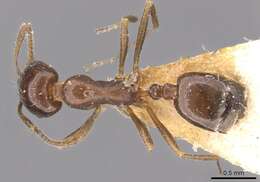 Monomorium fridae Forel 1905的圖片