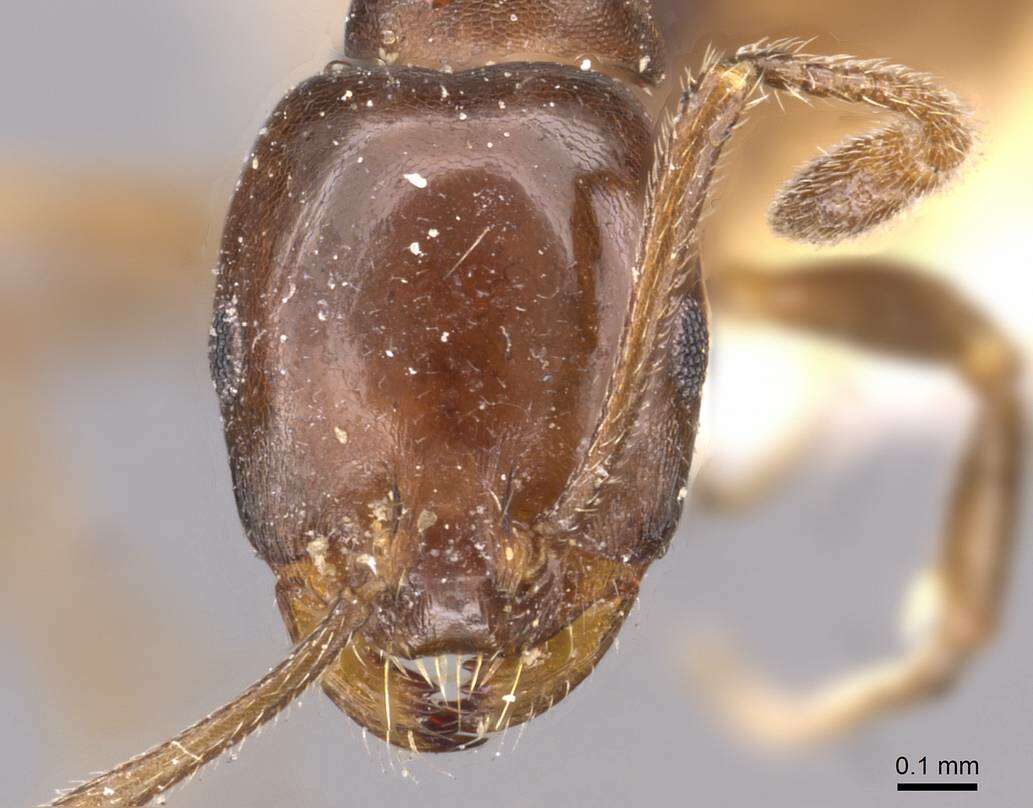 Image of Monomorium fridae Forel 1905