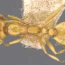 Image of Monomorium sagei Forel 1902