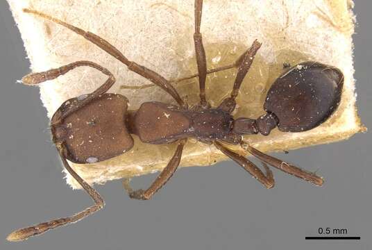 Imagem de Monomorium subdentatum Forel 1913