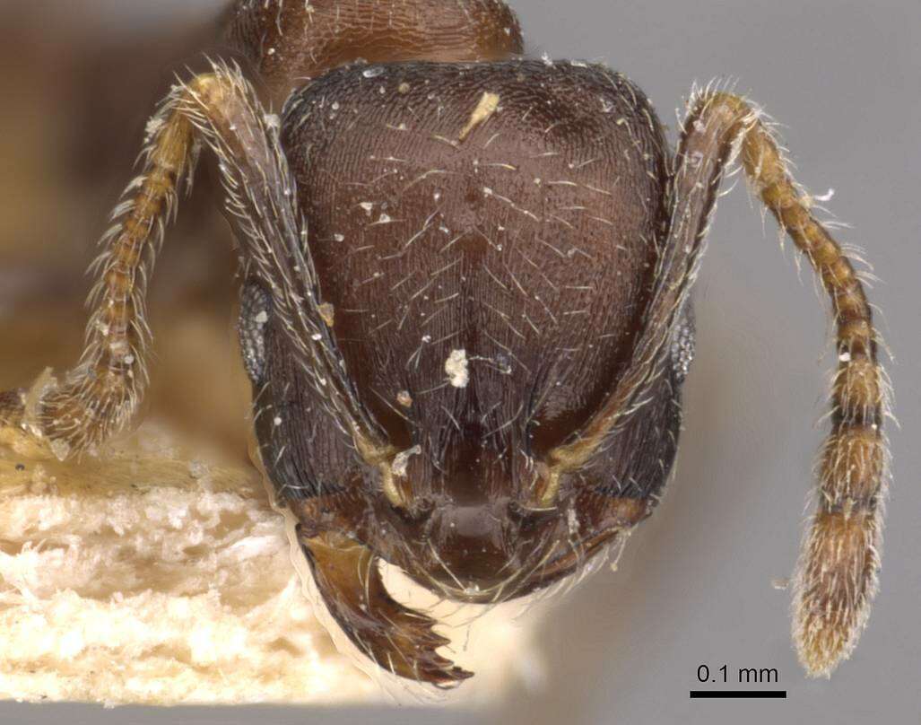 Monomorium schurri Forel 1902的圖片