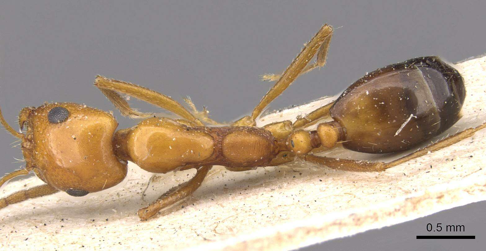 Image of Monomorium