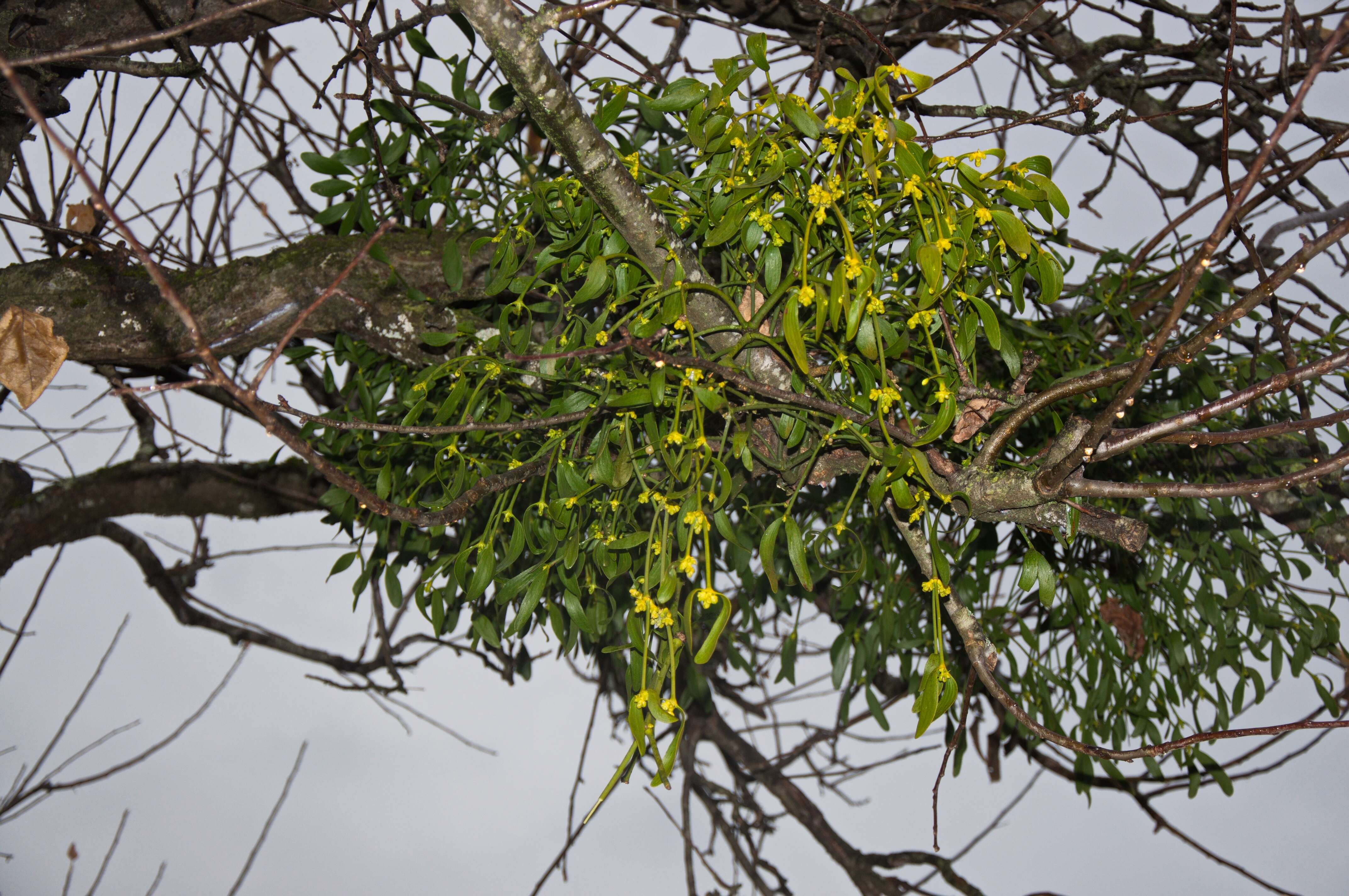 Image of European mistletoe