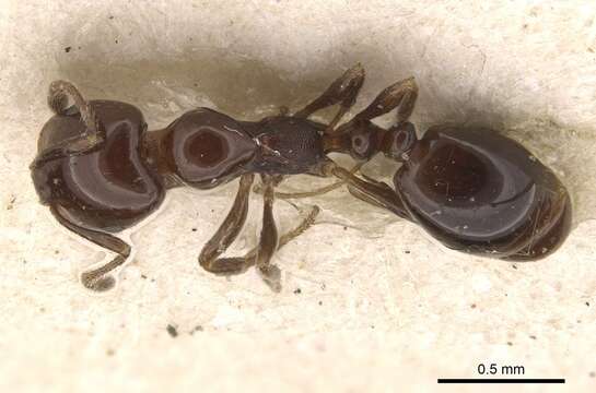 Monomorium sordidum Forel 1902的圖片