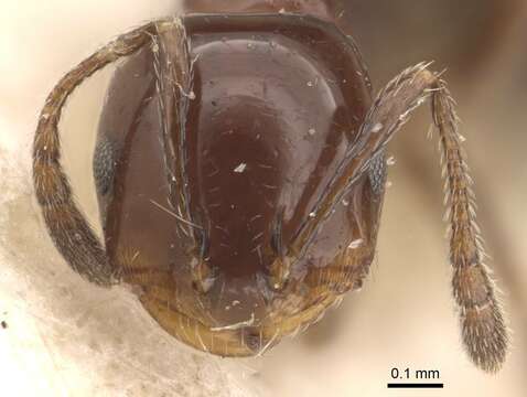 Monomorium sordidum Forel 1902的圖片