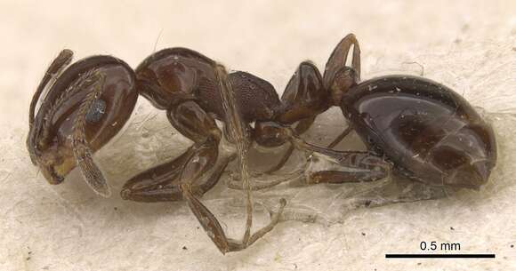 Monomorium sordidum Forel 1902的圖片