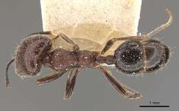 Image of <i>Trichomyrmex scabriceps</i>