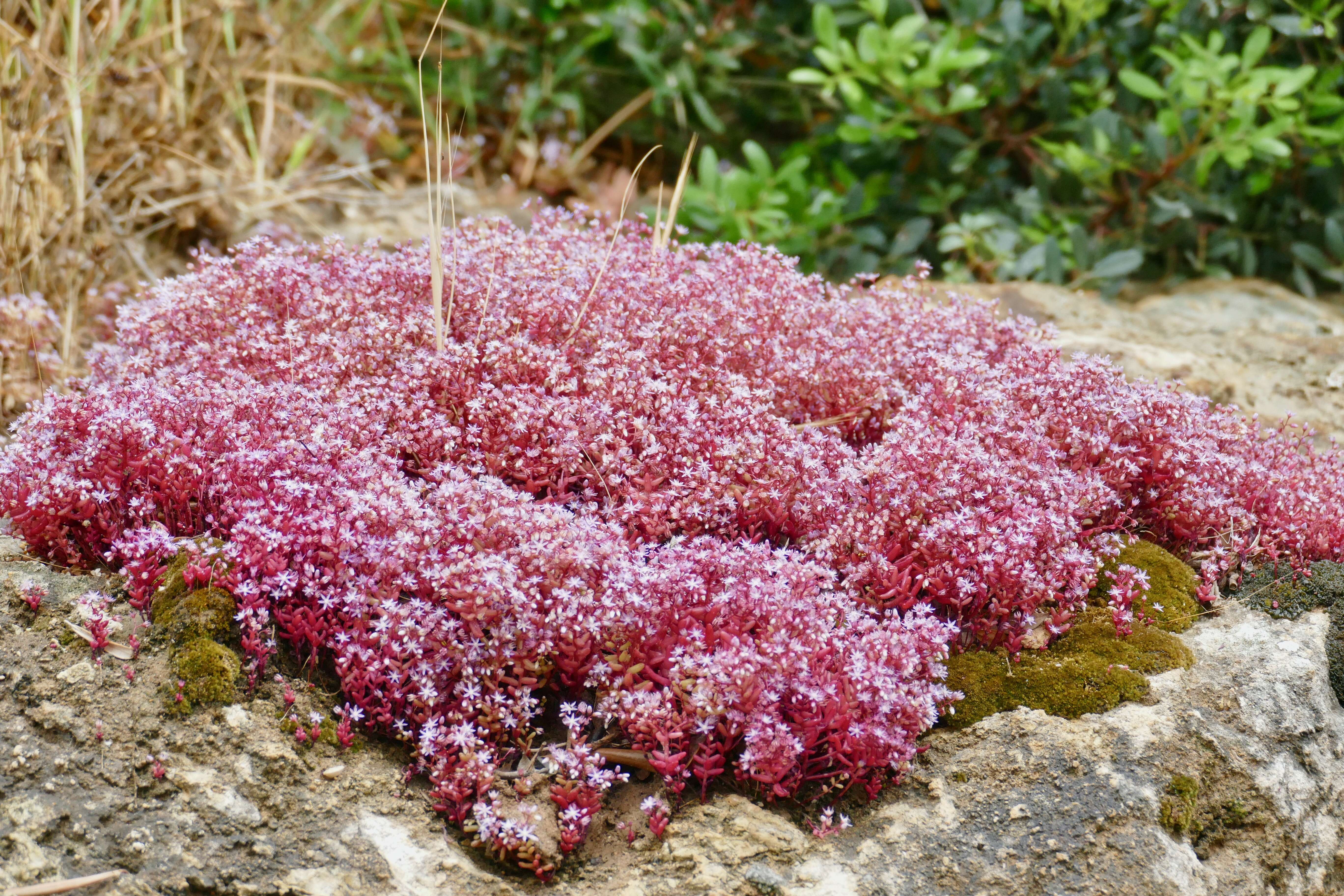 Image of Sedum caeruleum L.