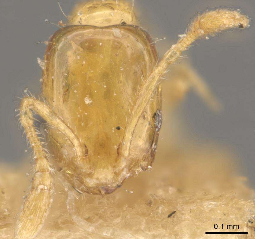 Image of Monomorium atomum Forel 1902