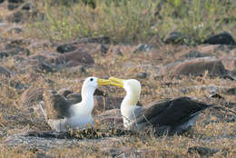 Image of Waved Albatross