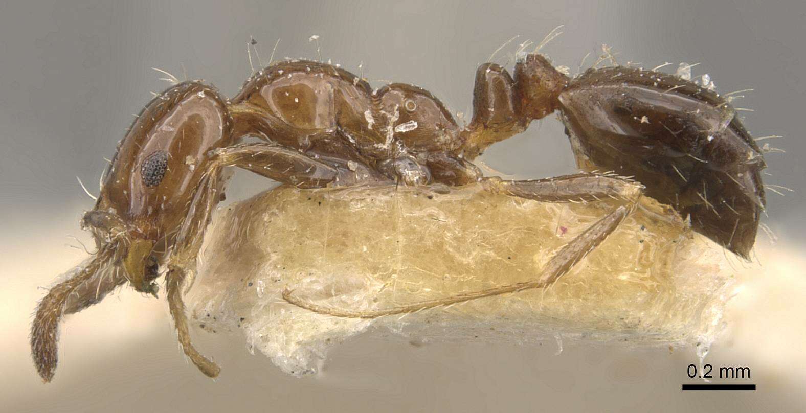 Image of Monomorium fieldi Forel 1910