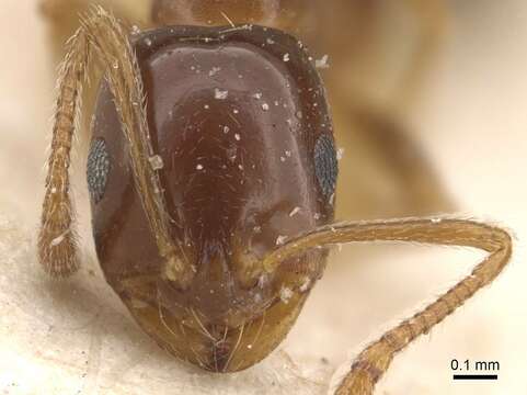 Image of Monomorium creticum (Emery 1908)