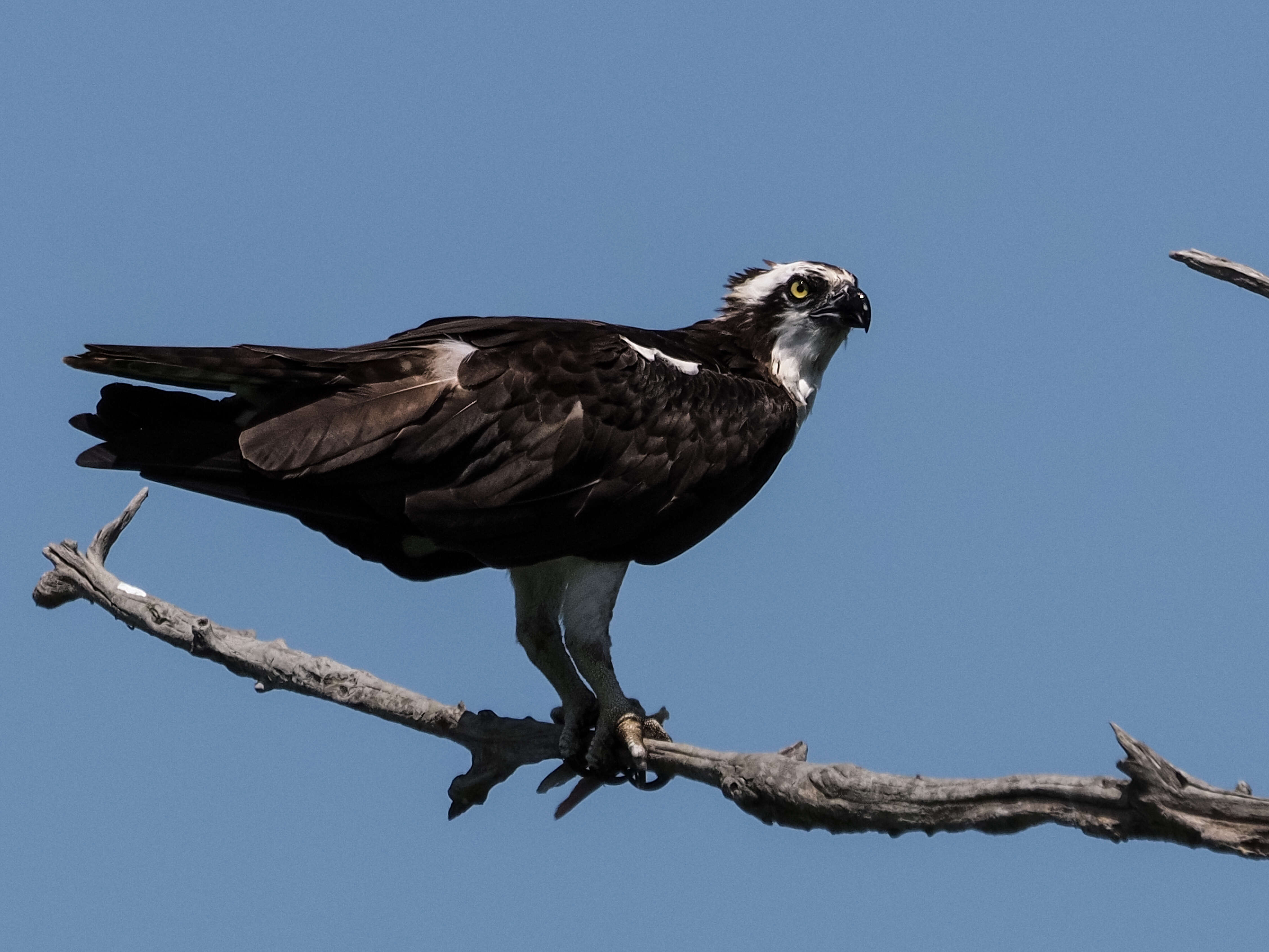 Image of ospreys