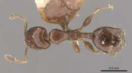 Image of Xenomyrmex stollii Forel 1885