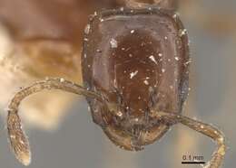 Image of Xenomyrmex stollii Forel 1885