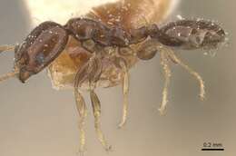 Image of Xenomyrmex stollii Forel 1885