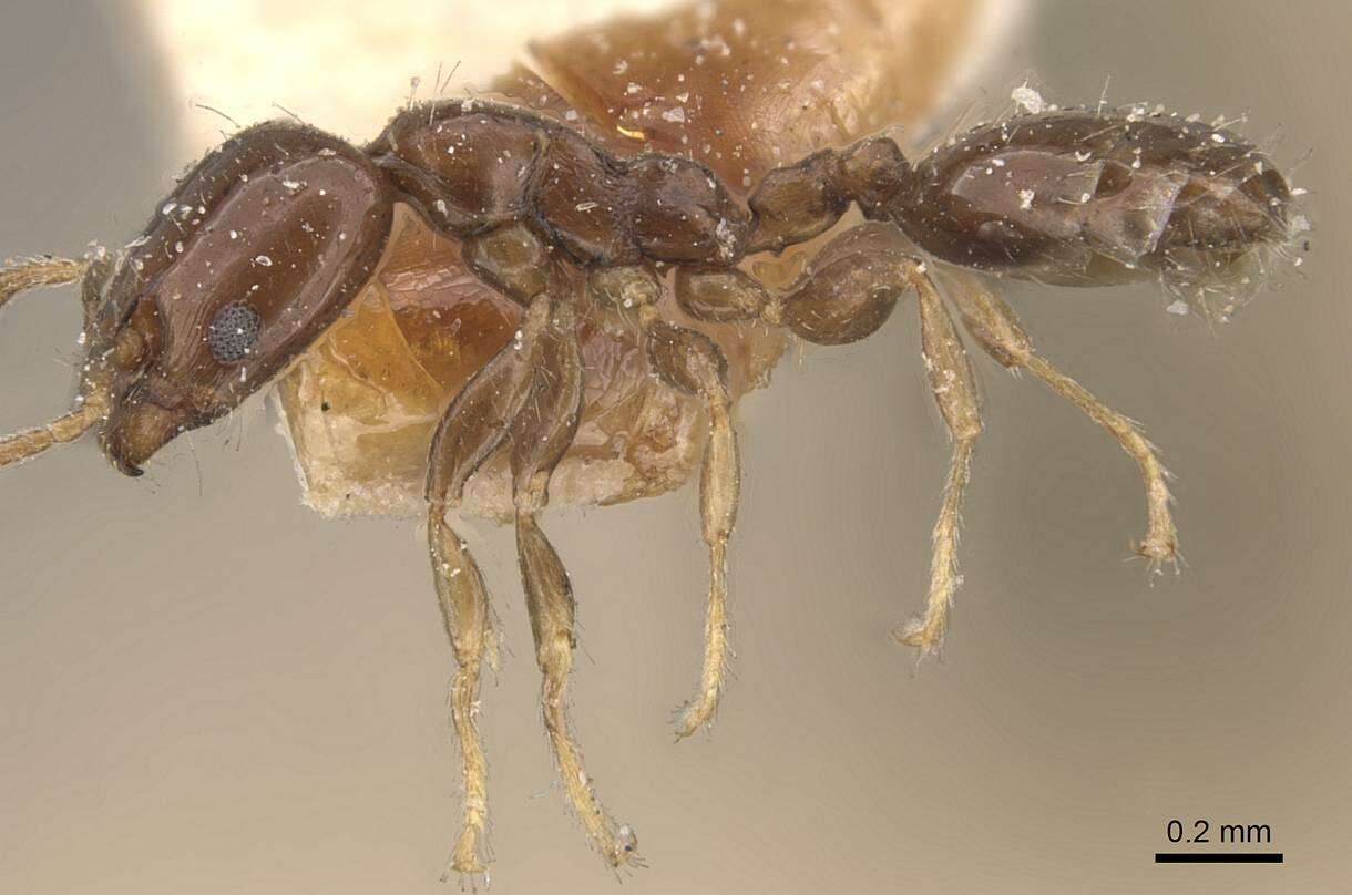 Image of Xenomyrmex stollii Forel 1885