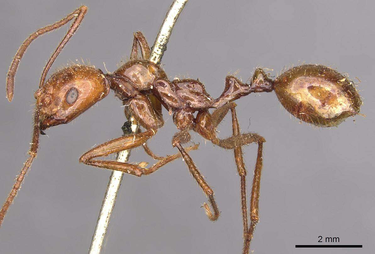 Image of Megalomyrmex leoninus Forel 1885