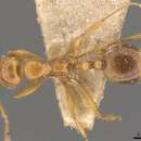 Image of Megalomyrmex pusillus Forel 1912