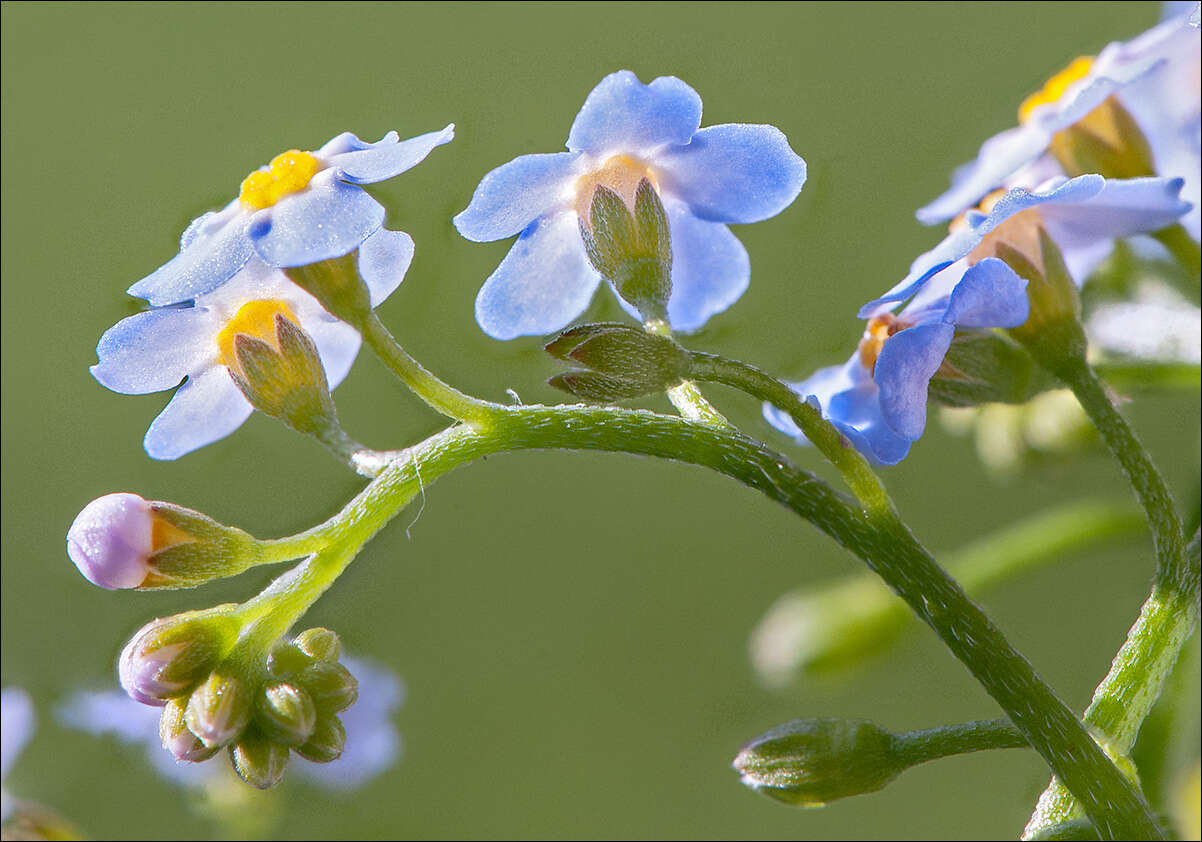 Image of true forget-me-not