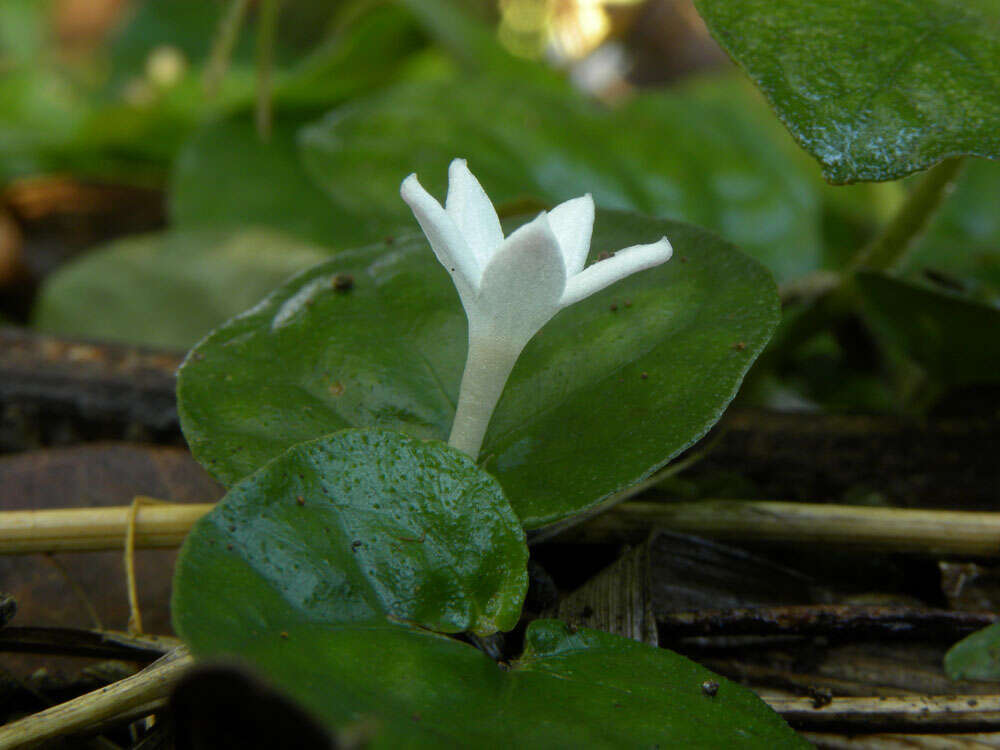 Image of Geophila cordifolia Miq.