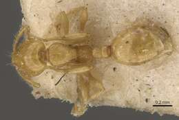 Image of Solenopsis hayemi Forel 1908