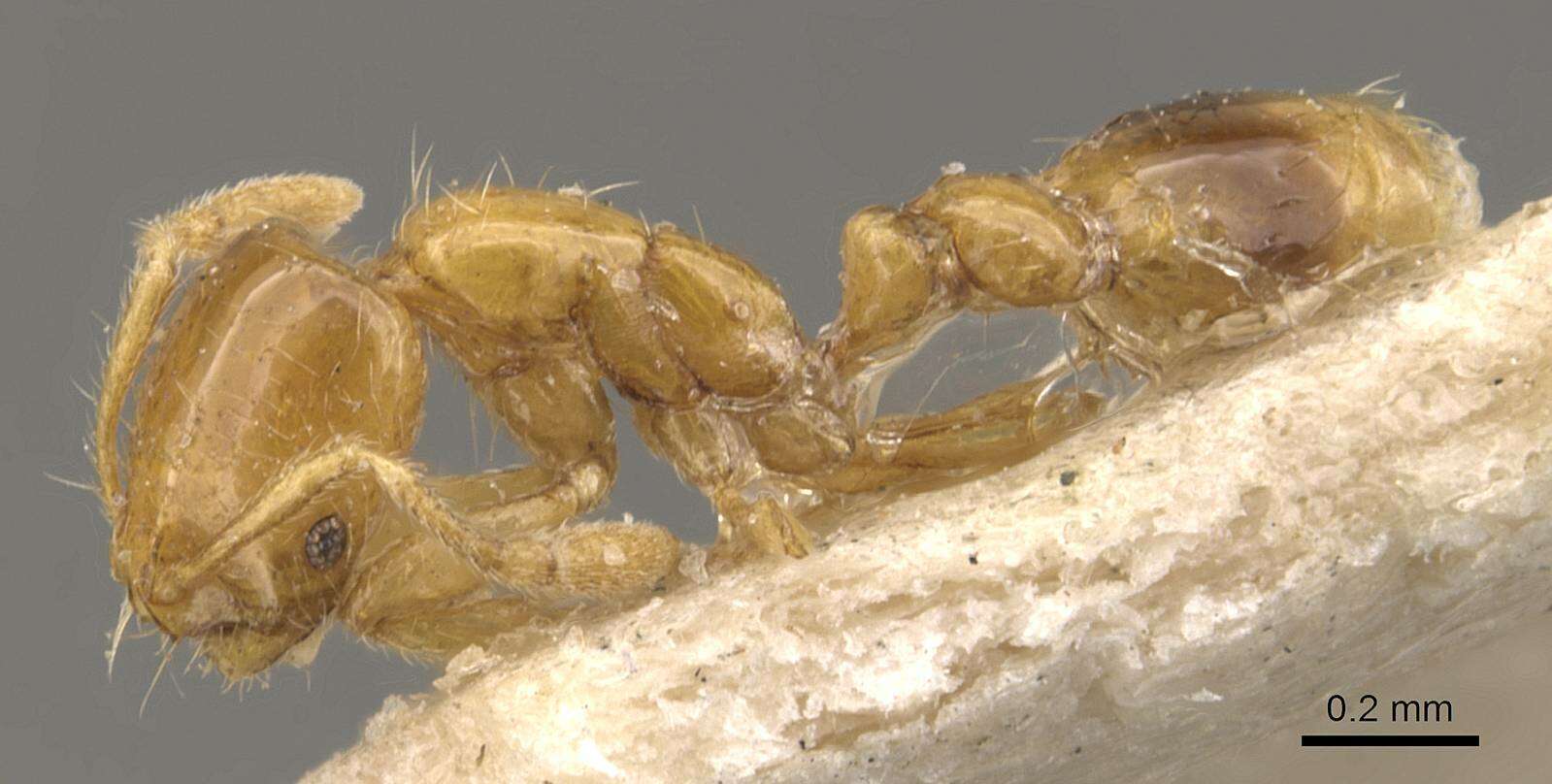 Image of Fire Ants and Thief Ants