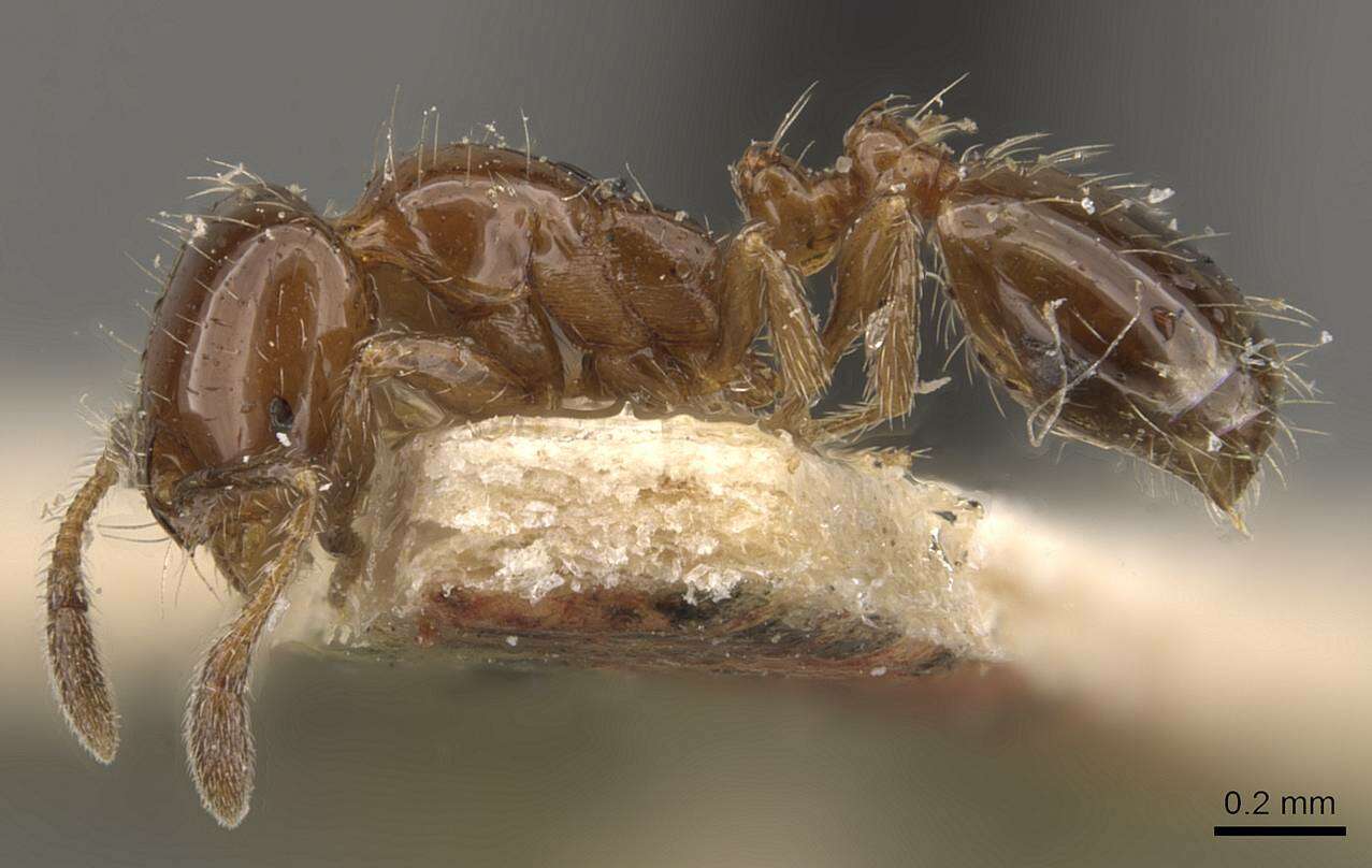 Image of Solenopsis latastei Emery 1895