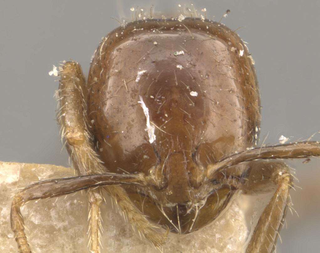 Image of Solenopsis picea Emery 1896