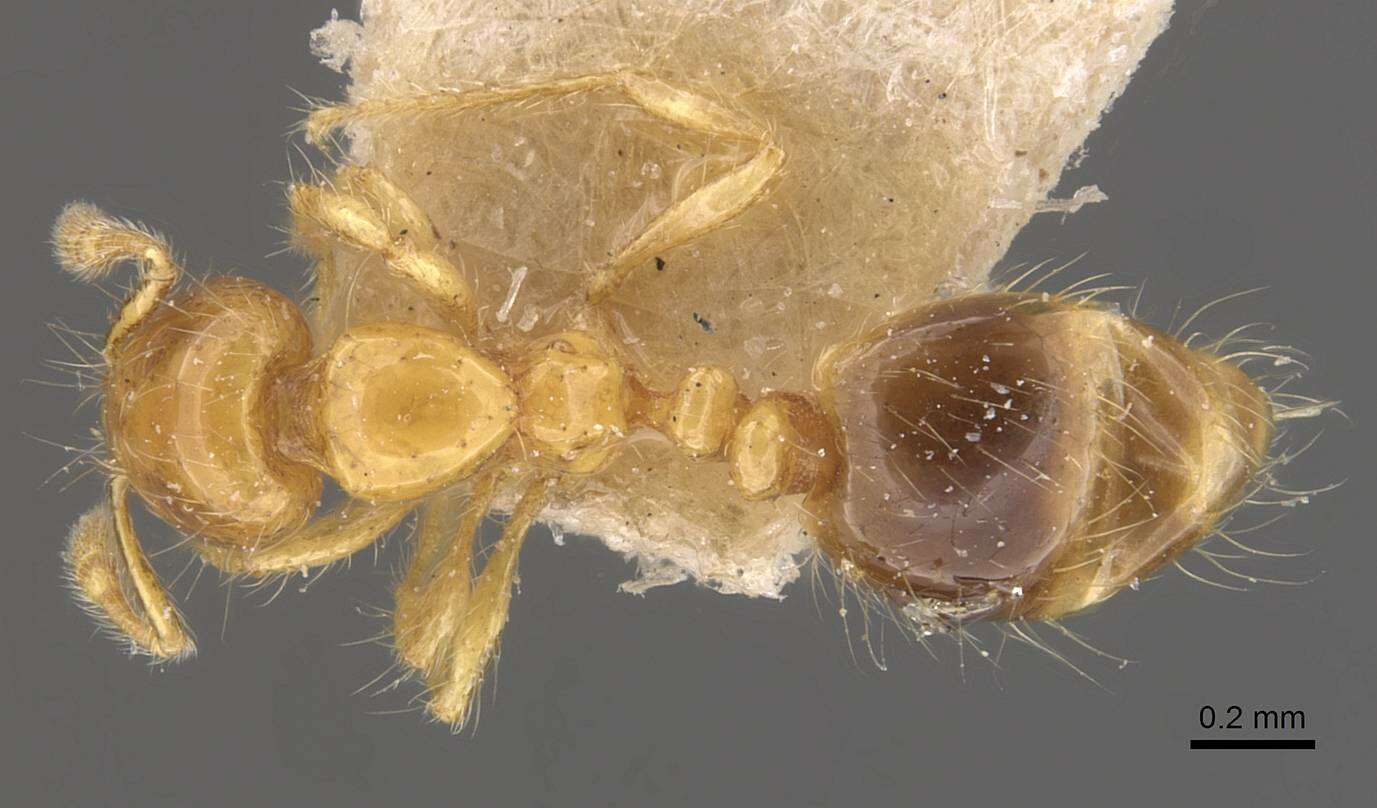 Image of Solenopsis