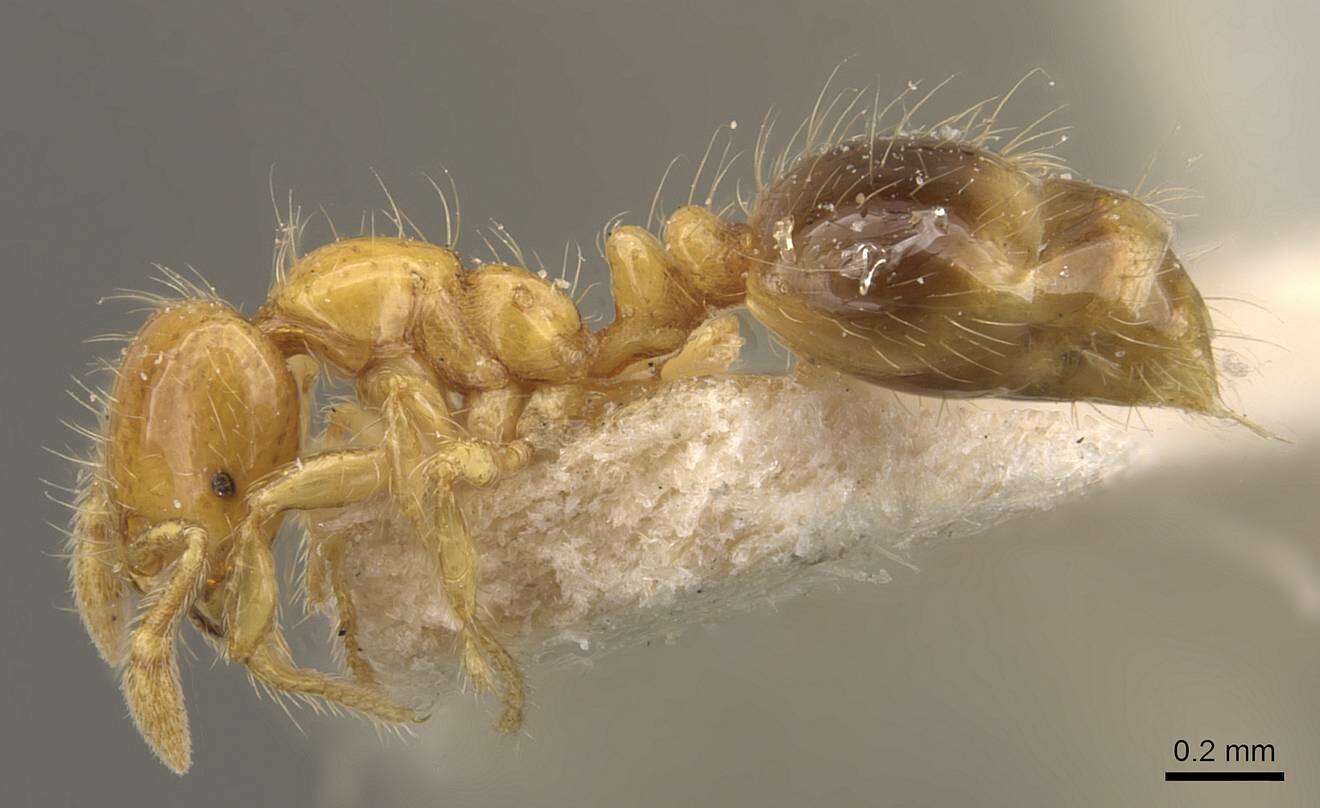 Image of Solenopsis