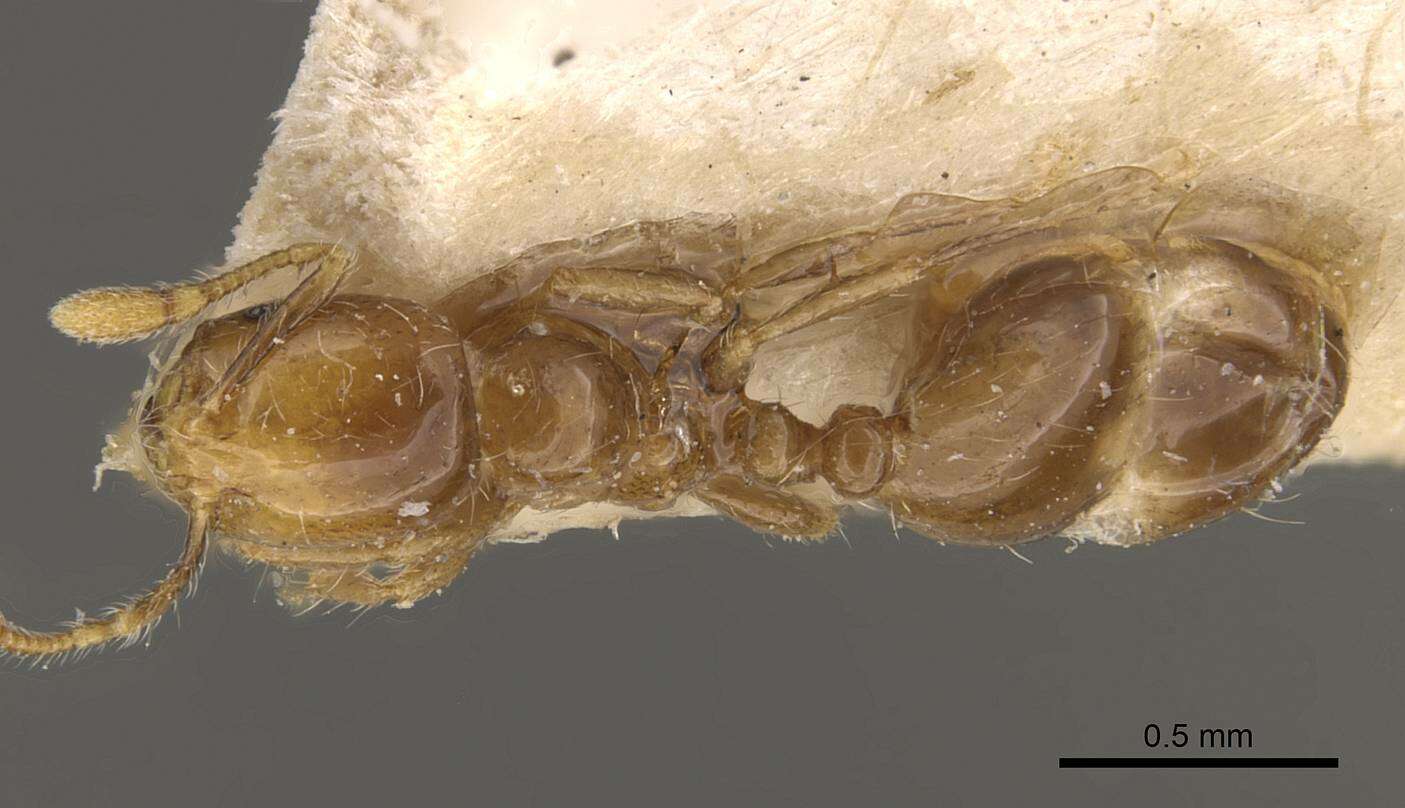 Image of Solenopsis major Theobald 1937