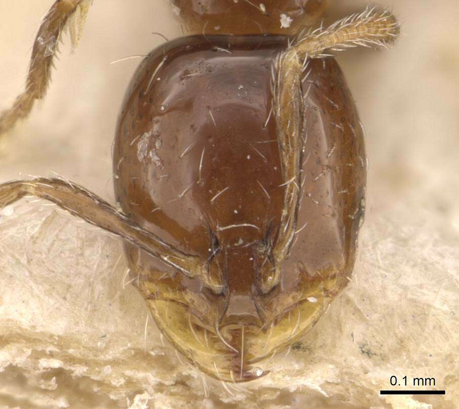 Image of Solenopsis latastei Emery 1895